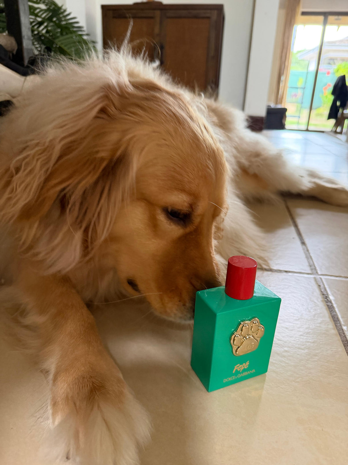 Imagen de Nala con Dolce & Gabbana Fefé